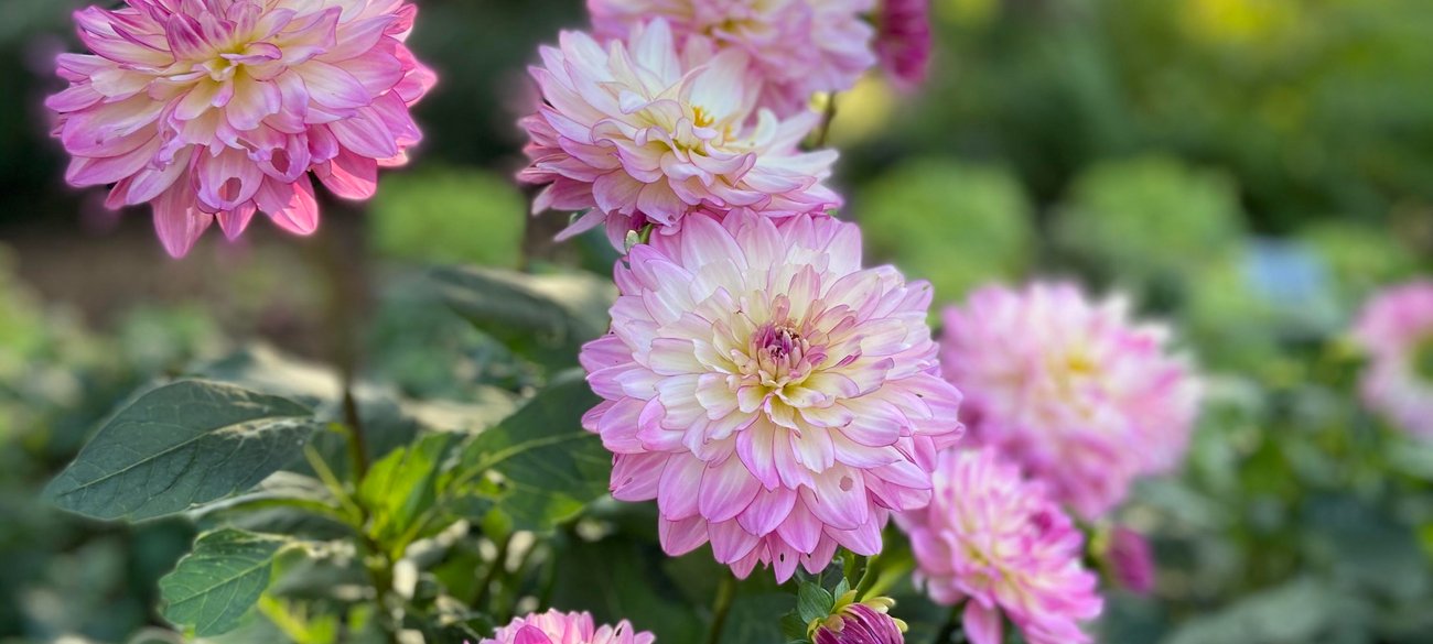 Closeup view of pink flowers in Asheville, North Carolina on a JetBlue Vacations Flight + Hotel all inclusive package