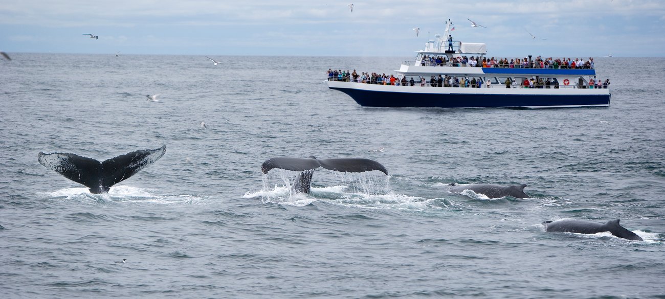 View of whales and tour boat on a Hyannis Flight + Hotel JetBlue Vacations all inclusive package