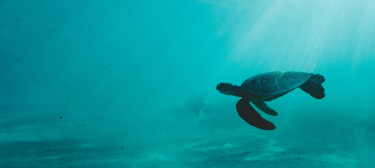  A sea turtle swims through the clear aqua waters of Kona, Hawaii, with rays of sunlight from above.