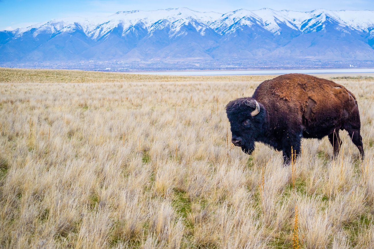 View of buffalo in field at Antelope Island State Park on a Salt Lake City Flight + Hotel all inclusive package