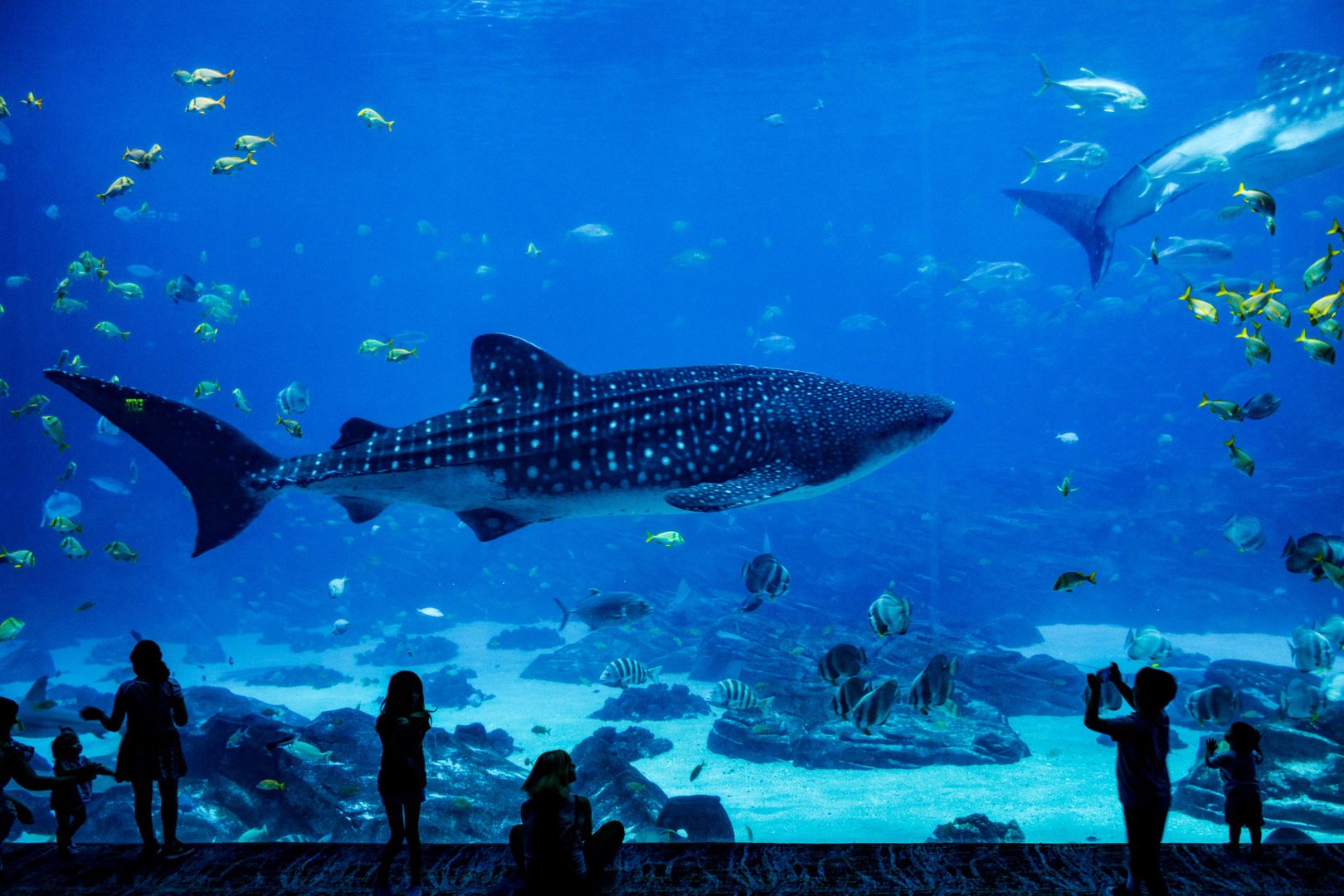 View of people observing marine life at Georgia Aquarium on an Atlanta Flight + Hotel vacation package