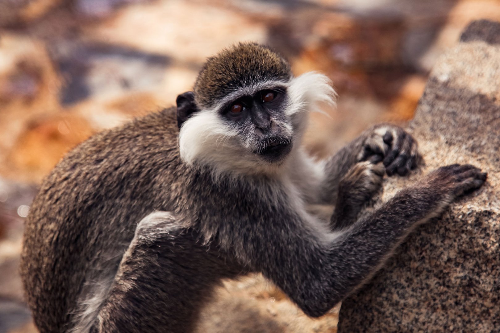 View of monkey leaning on rock in Barbados on a Caribbean Flight + Hotel JetBlue Vacations Package