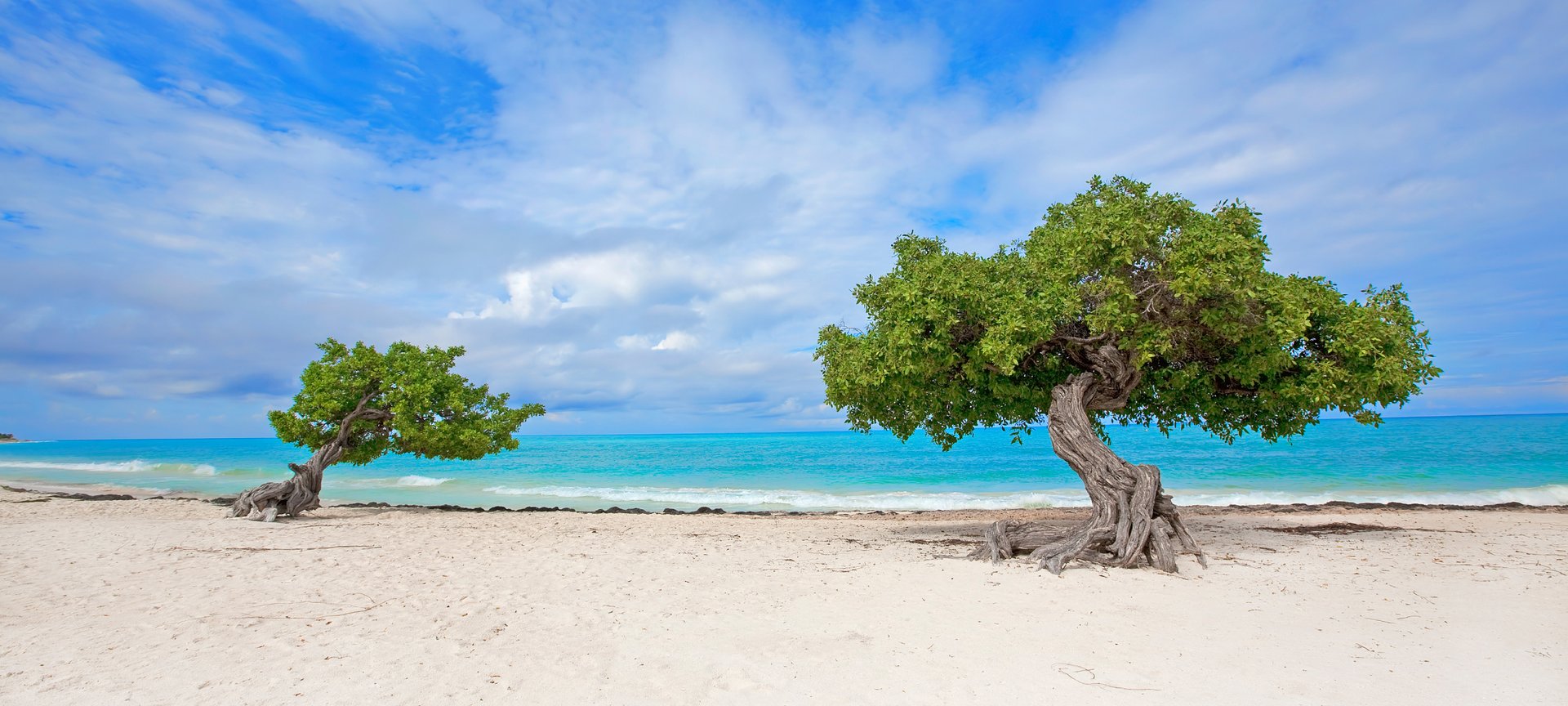 View of trees growing on beach on a JetBlue Vacations all inclusive Caribbean package to Aruba