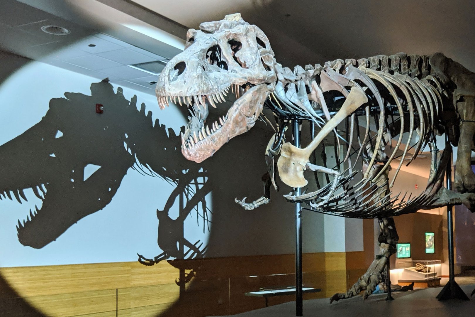 View of dinosaur skeleton at The Field Museum on a Chicago all inclusive Flight + Hotel vacation package