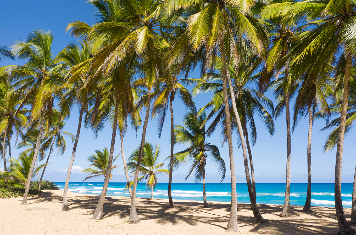 Line of tall coconut palm trees casting shadows on a white-sand beach with turquoise Caribbean waters at Uvero Alto, Punta Cana