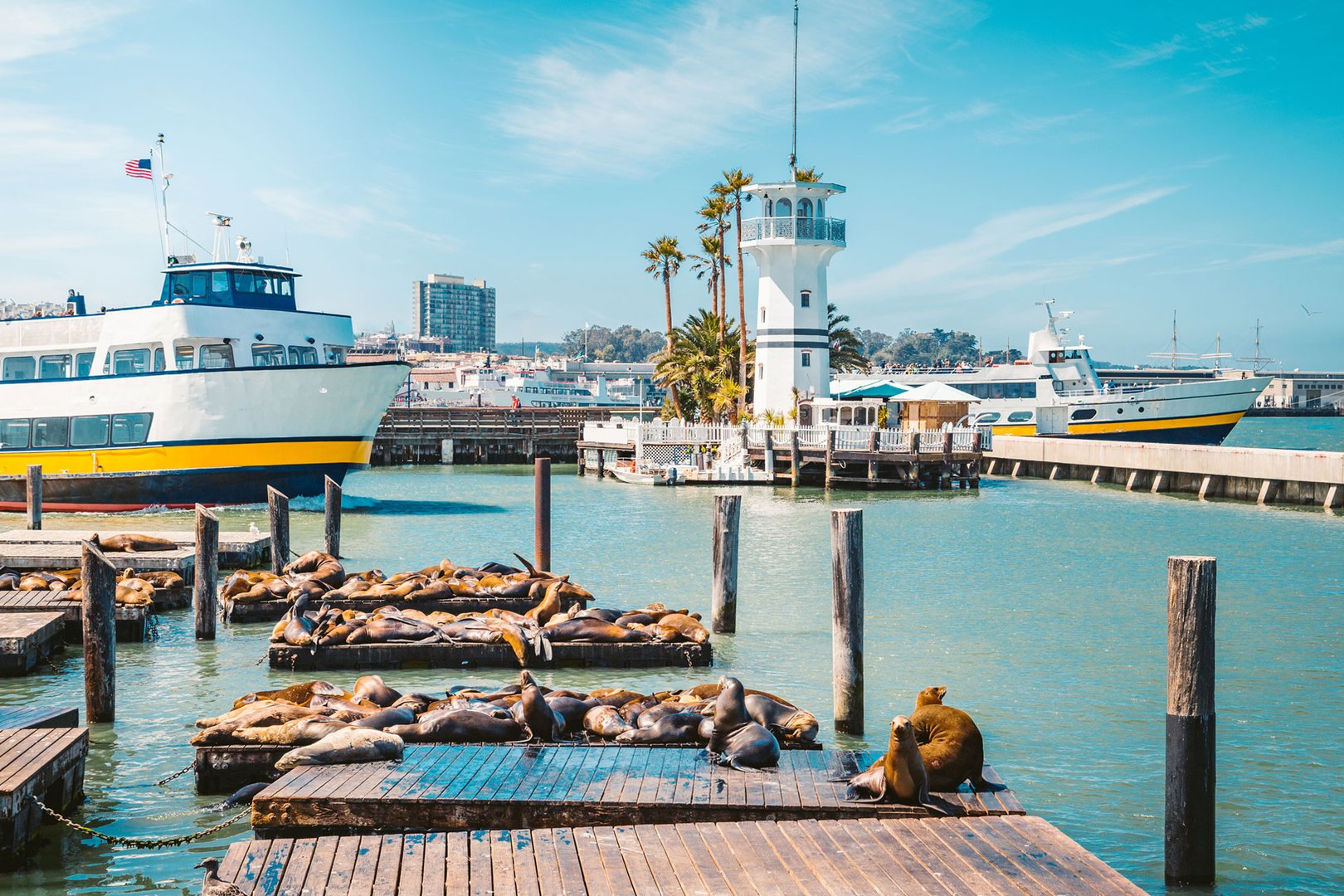 View of seals on piers in Fisherman's Wharf in San Francisco on an all inclusive JetBlue Vacations package