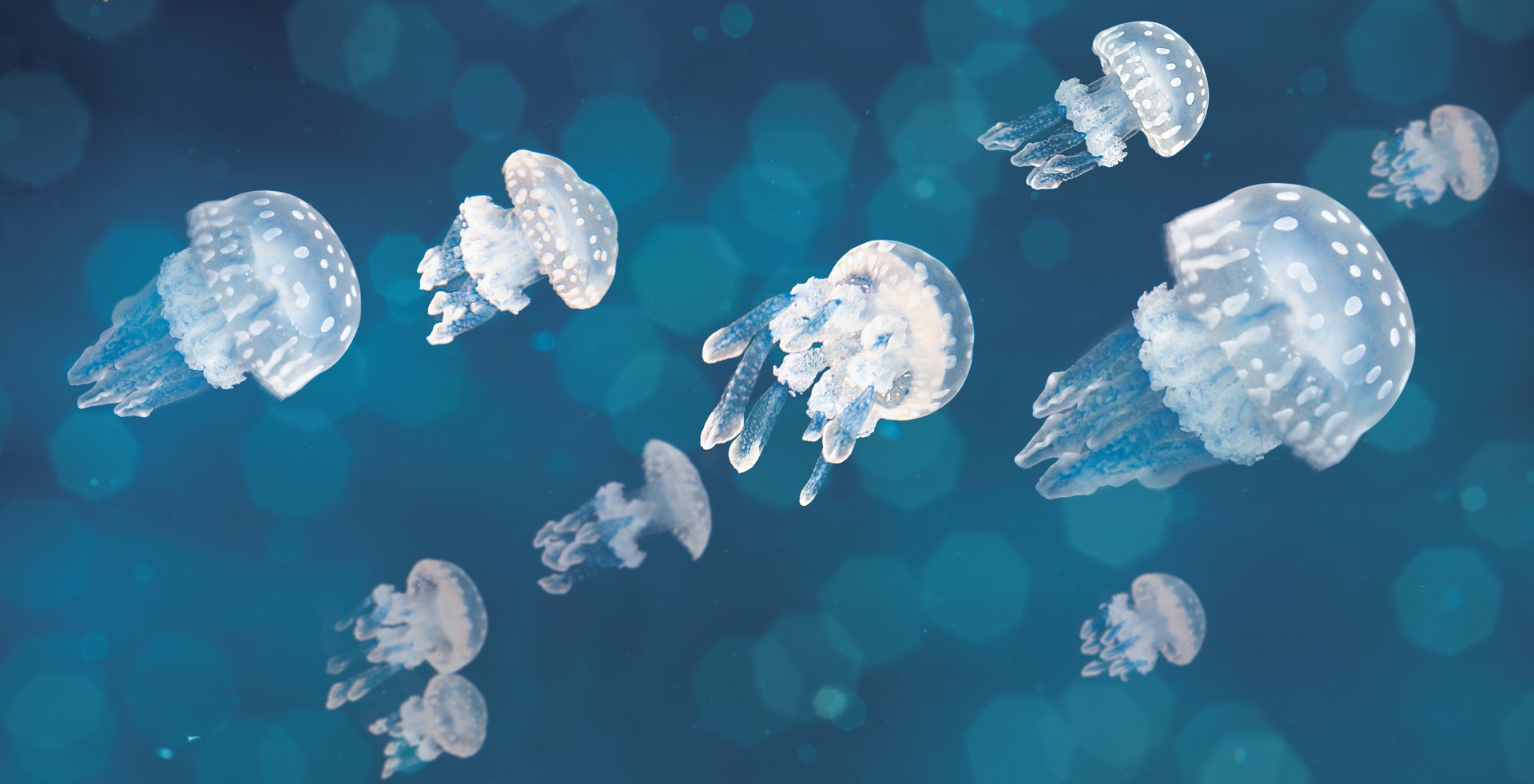 Jellyfish at Vancouver Aquarium in Vancouver, Canada on a JetBlue Flight + Hotel Vacation Package