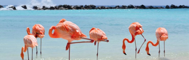 View of flamingos on beach in Aruba on a JetBlue Vacations all inclusive caribbean package